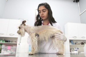 chequeo anual de perros