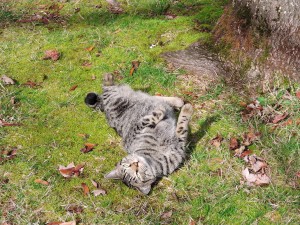 Gatos con calor