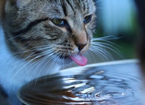 Dar agua a nuestras mascotas
