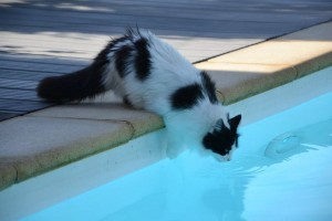 Gatos en verano