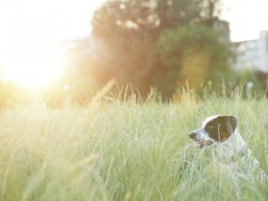 mi perro necesita utilizar bloqueador solar
