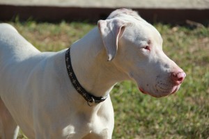 perros que necesitan utilizar bloqueador