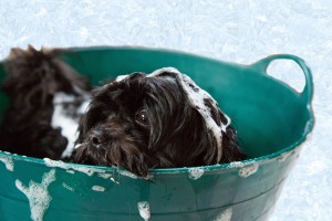 Frecuencia de baño de perros