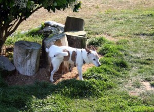 insuficiencia renal en perros