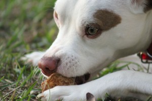 alergia por alimentos