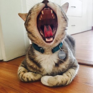 Cuidar la dentadura del gato