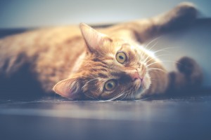 cat-1044914_1920