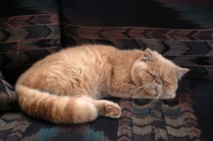 tolerar el comportamiento del gato