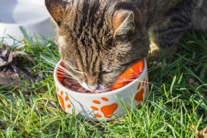 cuidar la alimentación del gato senior