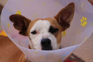 Cuidados de perras esterilizadas