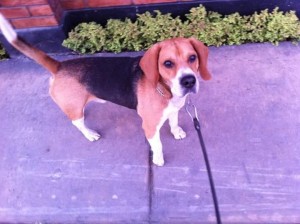 Mascota del mes de Marzo
