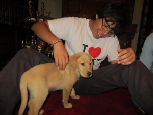 perro labrador