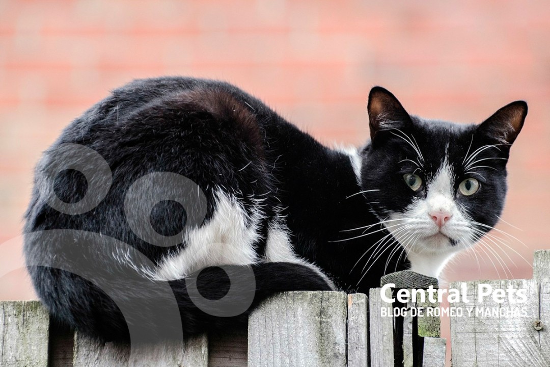Estrés en Gatos