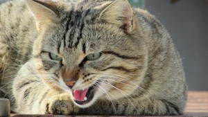 gato agresivo