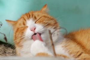 acicalamiento excesivo en gatos