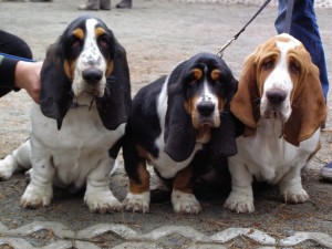basset-hounds-883517_1280