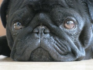 ojos perro pug