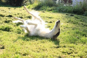 dog-633816_1920