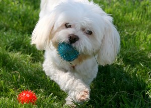 dog-733926_1920