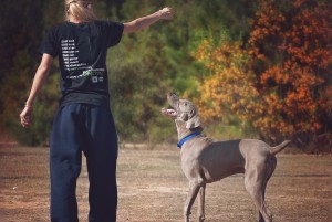 dog-987941_1920