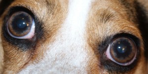 ojos rojos perro