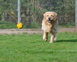 golden-retriever-750585_1920