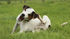 perro-rascandose-pulgas