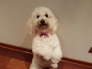 Brandy