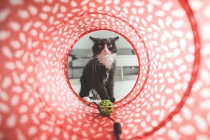 GatoJuego04