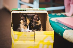 GatoJuego05