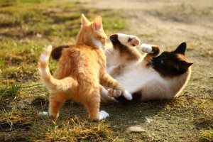 GatoJuego06