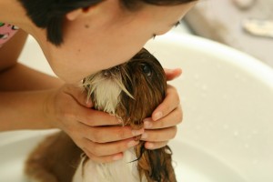 dog-237193_1920