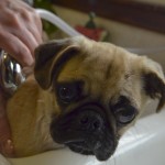 pug-694802_1920