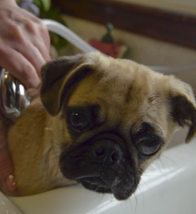 pug-694802_1920