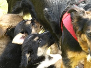 CACHORRITOS01