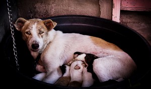 CACHORRITOS04