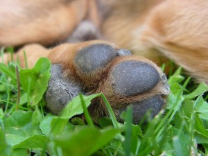uñas perros