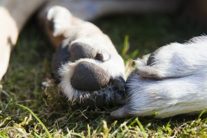 paws-625879_1920