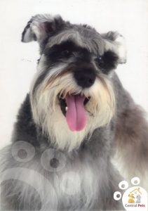 Donato con logo3