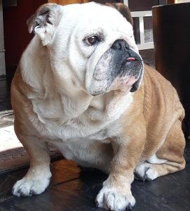 pochito3