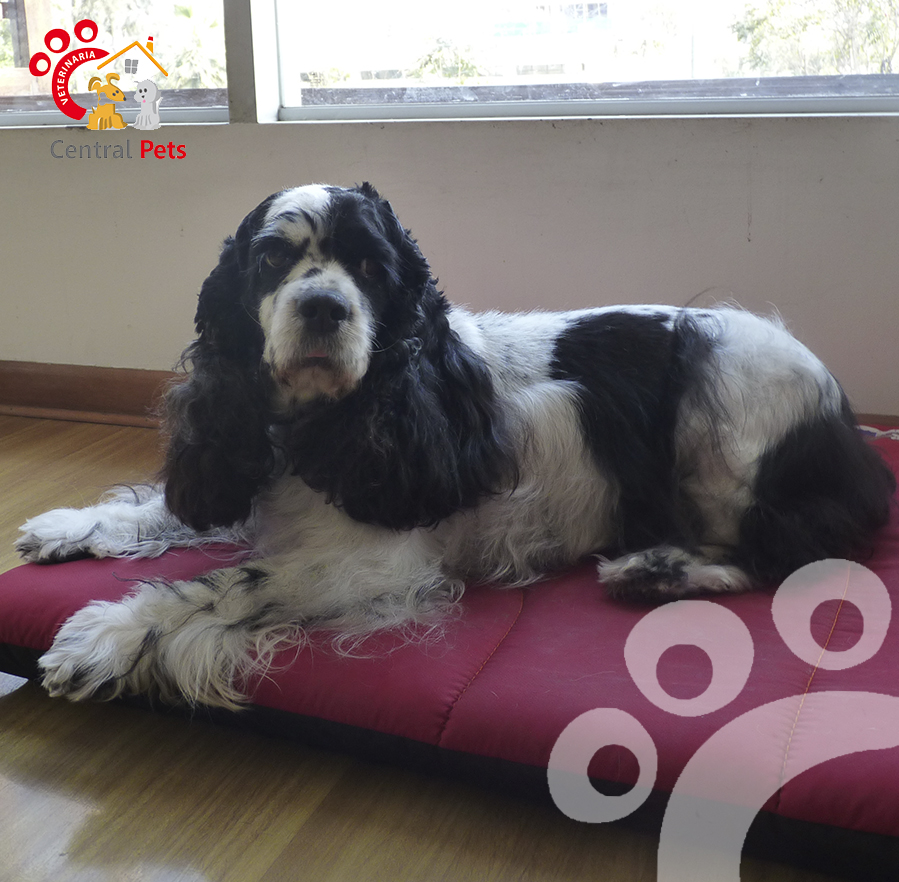 mascota-noviembre-blog