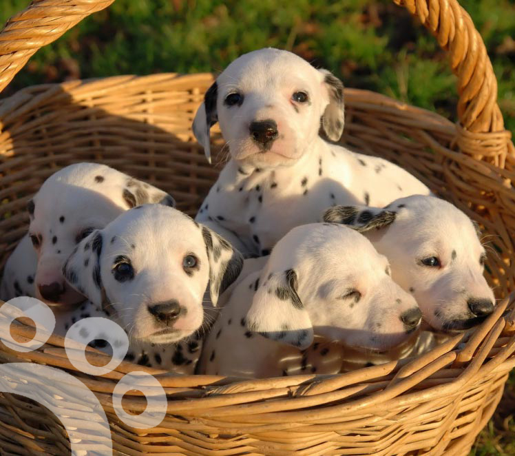 alimentacion-cachorros-copia