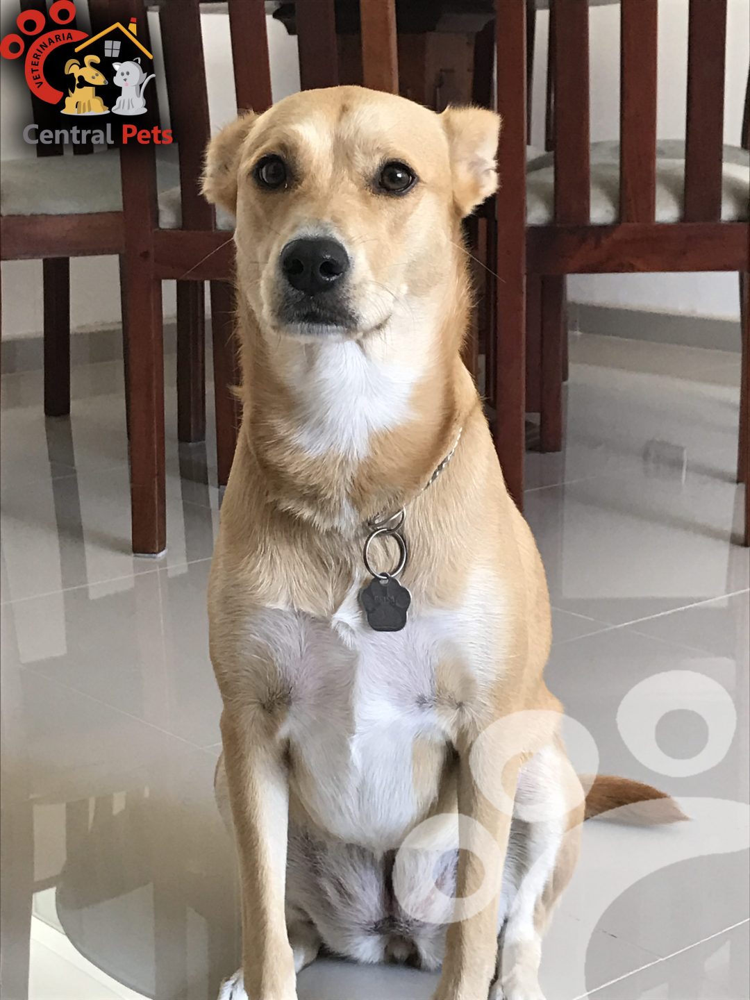 mascotamesblog