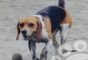 huellabeagle